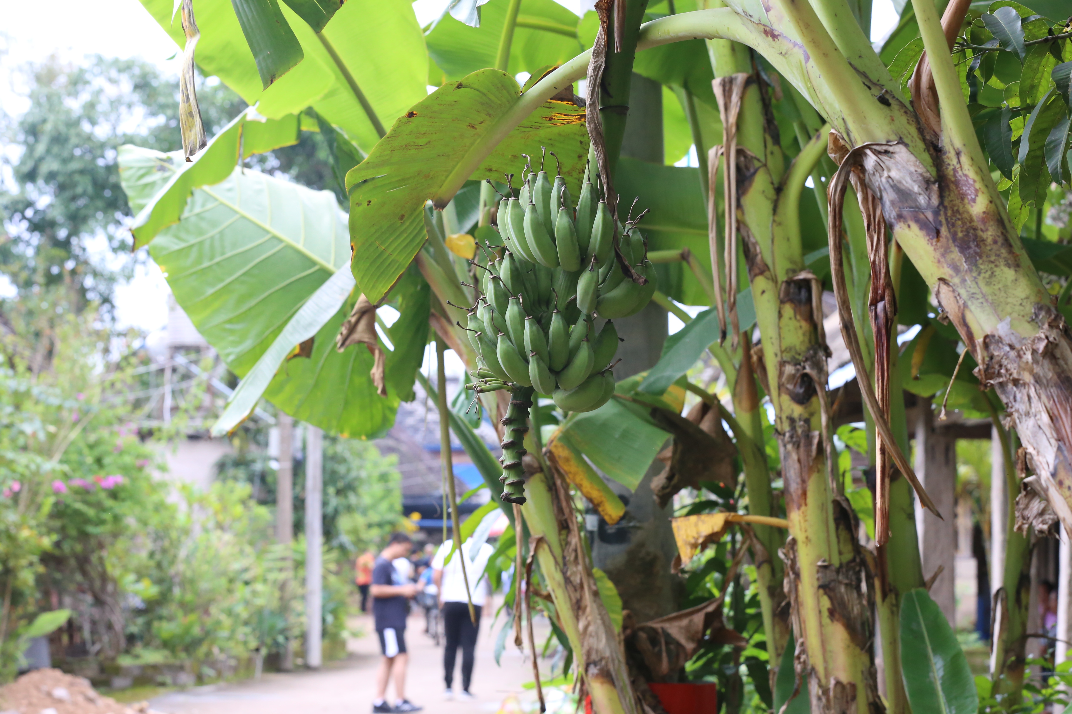 曼掌村,体验原汁原味的傣家风情