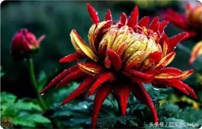 精美菊花100幅,100幅菊花国画简单