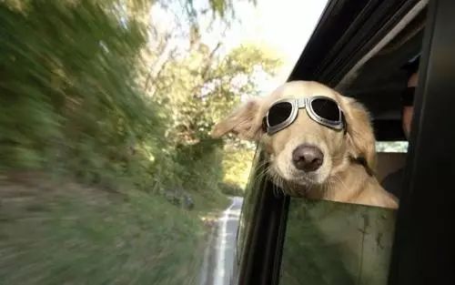 适合带着去旅行的宠物,宠物旅行攻略如何带宠物出门旅游