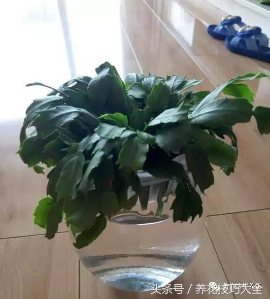 蟹爪兰长得好好的就断了怎么回事,蟹爪兰花蔫了怎么补救