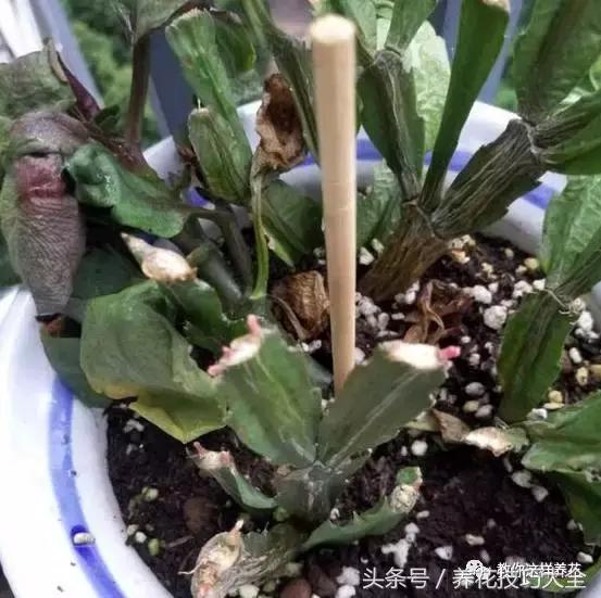 蟹爪兰长得好好的就断了怎么回事,蟹爪兰花蔫了怎么补救