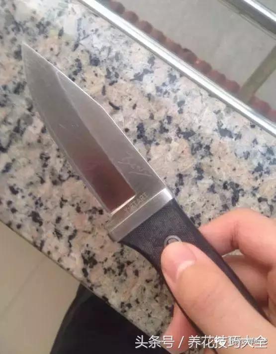 蟹爪兰长得好好的就断了怎么回事,蟹爪兰花蔫了怎么补救