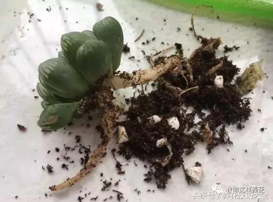 蟹爪兰长得好好的就断了怎么回事,蟹爪兰花蔫了怎么补救