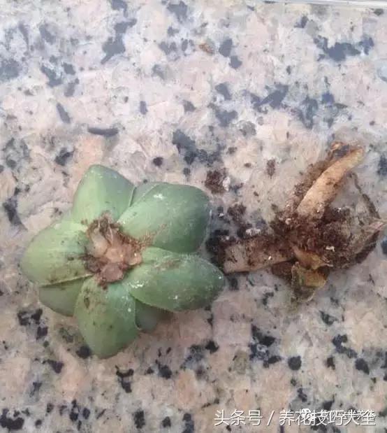 蟹爪兰长得好好的就断了怎么回事,蟹爪兰花蔫了怎么补救