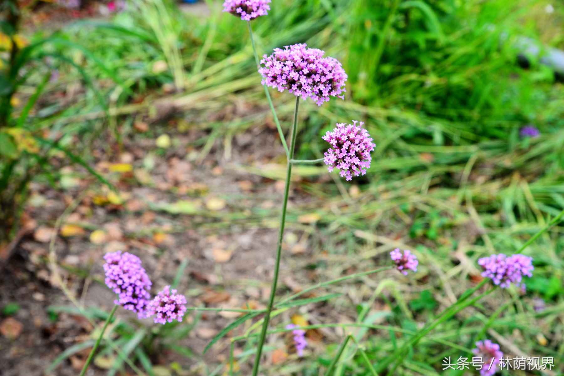 上海深度一日游,浦东金桥镇一日游