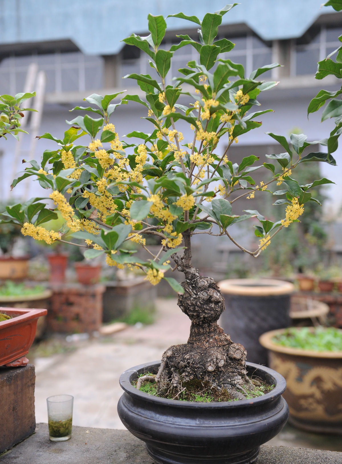 桂花养护与管理方法以及修剪视频,桂花怎么养护和施肥施什么肥料