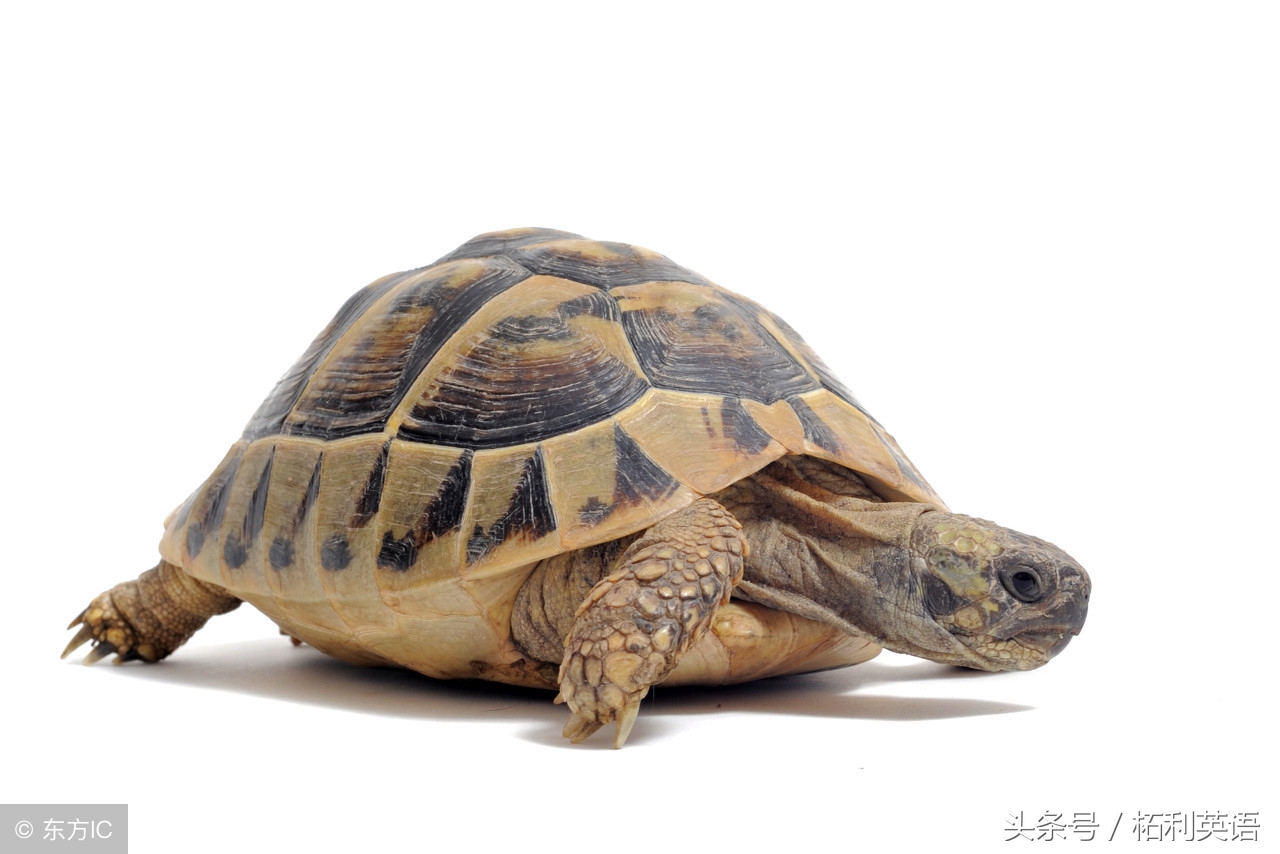 英语三字经让孩子秒记500个单词,英语趣味三字经完整版