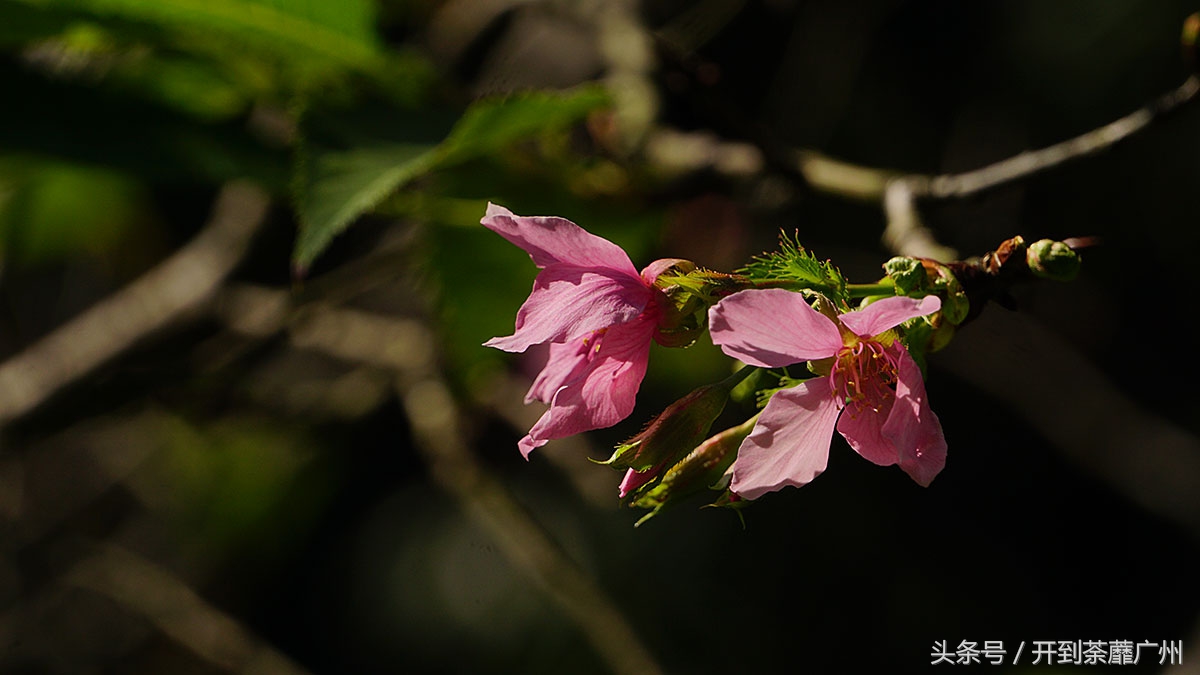 白云山樱花开了吗,白云山樱花盛开