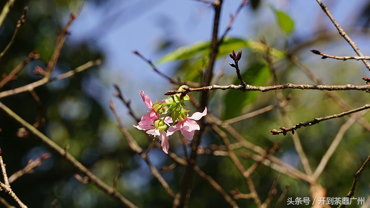 白云山樱花开了吗,白云山樱花盛开