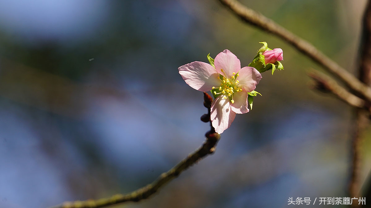 白云山樱花开了吗,白云山樱花盛开