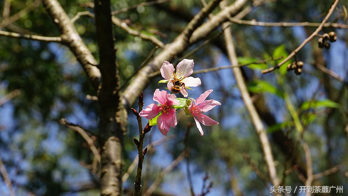 白云山樱花开了吗,白云山樱花盛开