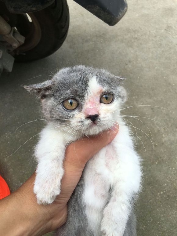 猫癣该怎么才能彻底治好,猫癣能不能彻底治愈