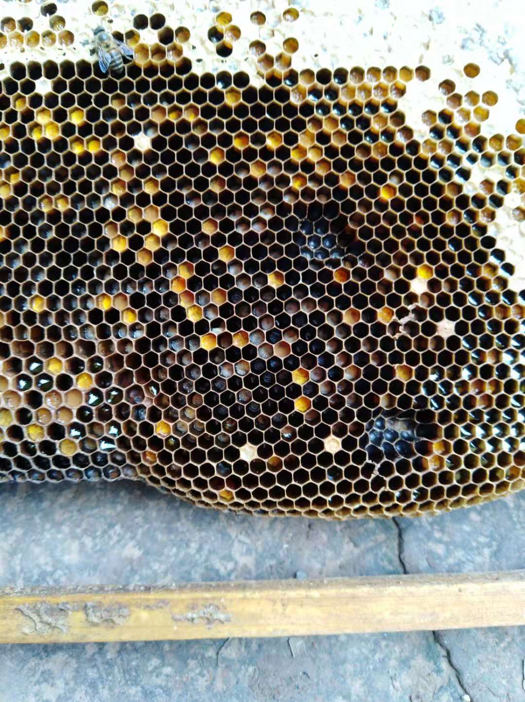 中蜂幼虫病用什么药,中蜂幼虫病的治疗方法