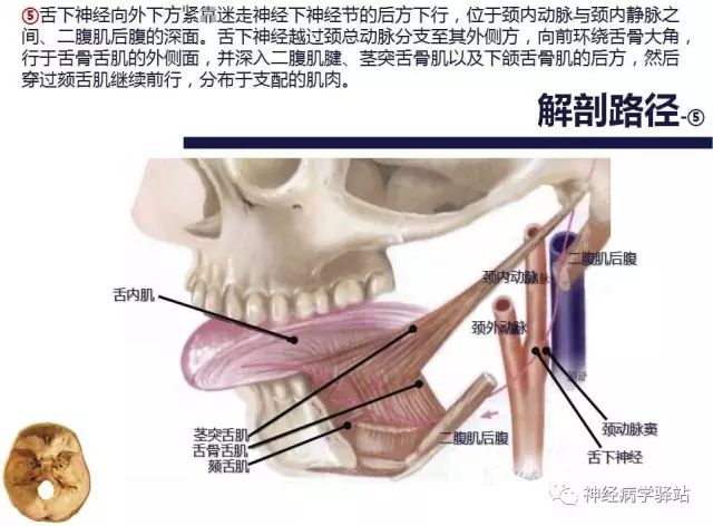 舌下神经和舌咽神经的解剖图,颊神经舌神经解剖图