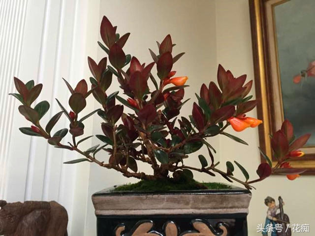 金鱼吊兰怎么养才能开花结果,金鱼吊兰怎么养才能多开花