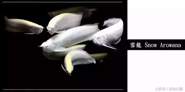 龙鱼的几个品种介绍图,各个品种的龙鱼图片