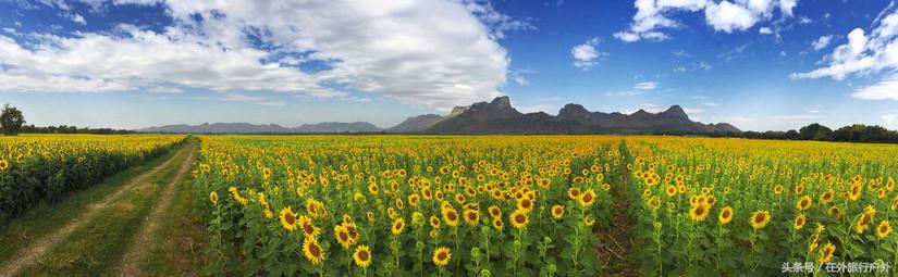 不去普罗旺斯和柬埔寨,千元飞到泰国看最美向日葵田和高棉遗址