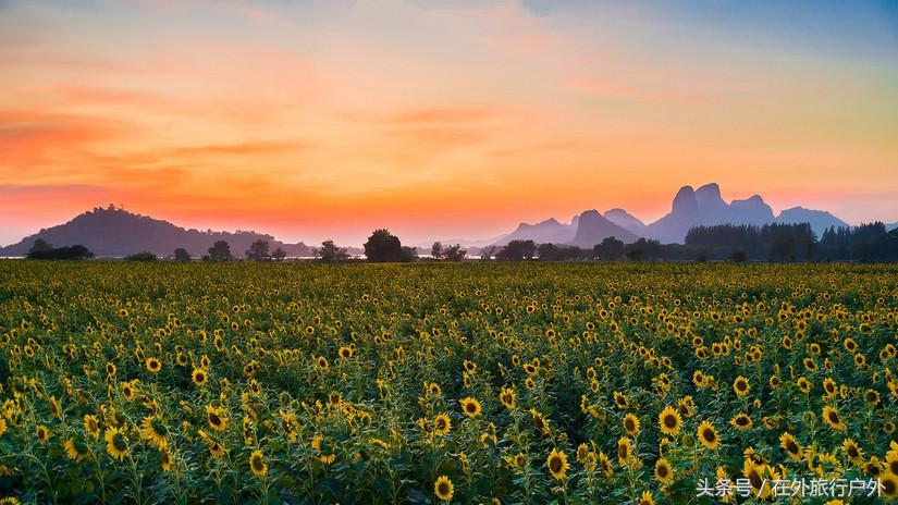 不去普罗旺斯和柬埔寨,千元飞到泰国看最美向日葵田和高棉遗址