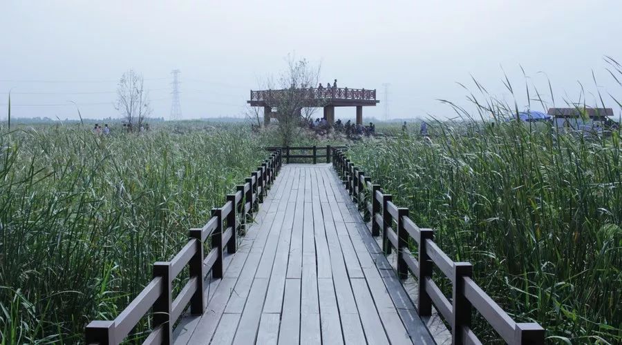 桂花香，残荷，银杏，宁波的秋天