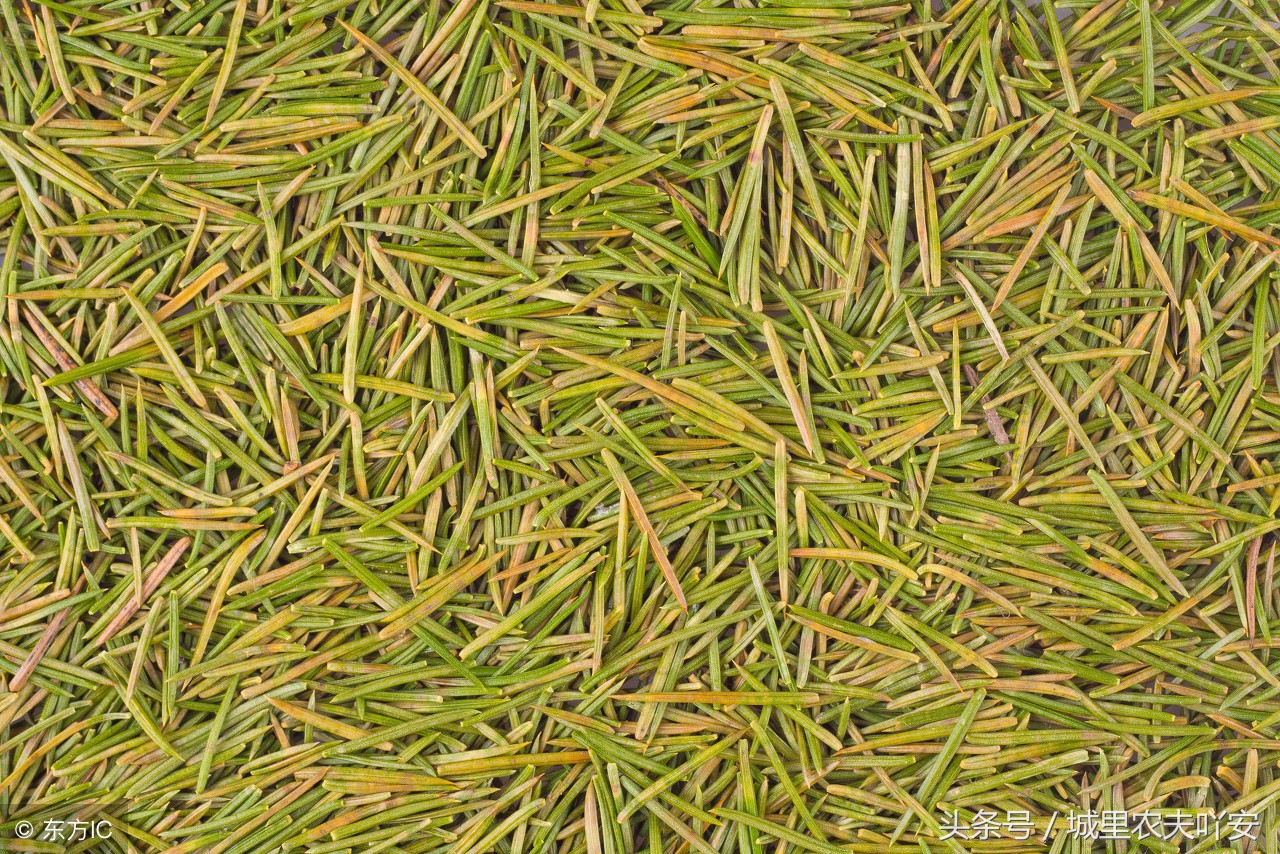 松针粉可以替代饲料添加剂吗,养鸡松针粉