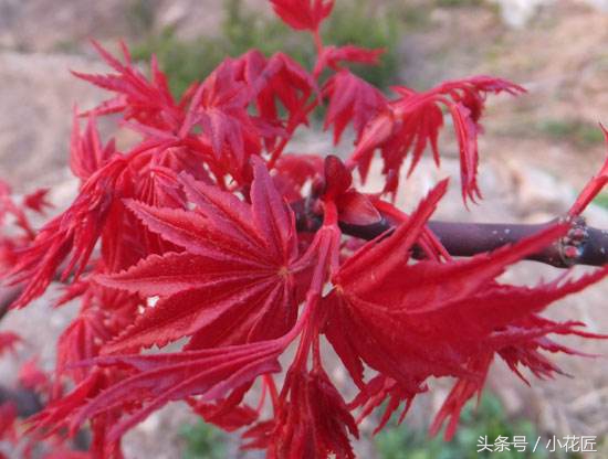 红枫叶子干怎么回事,三季红枫出现焦叶是什么原因