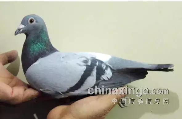 各品系赛鸽的头型特点,凸背鸽