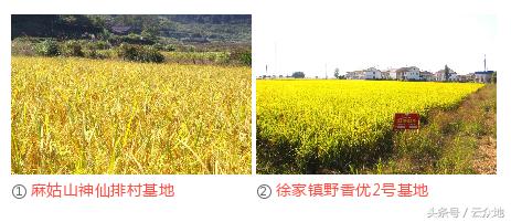 江西农大教授种出38色油菜,农业专家来到苞米地