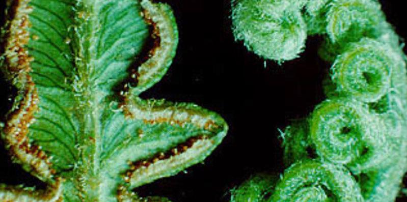 地球上最原始最古老的植物群落,盘点地球上10大最神奇的古老植物