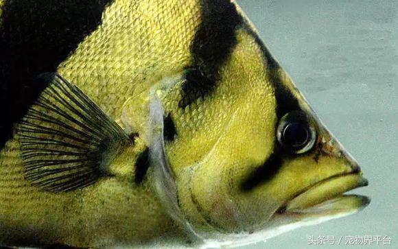 虎鱼的危害,虎鱼的种类和价格