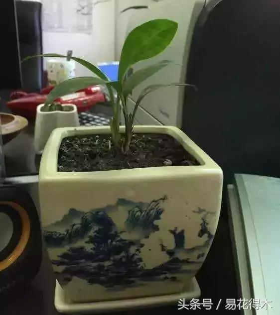 兔耳兰野生兰花什么时候开花,文山州兔耳兰展上的精品兰花