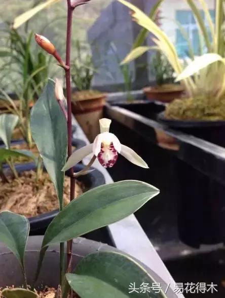 兔耳兰野生兰花什么时候开花,文山州兔耳兰展上的精品兰花