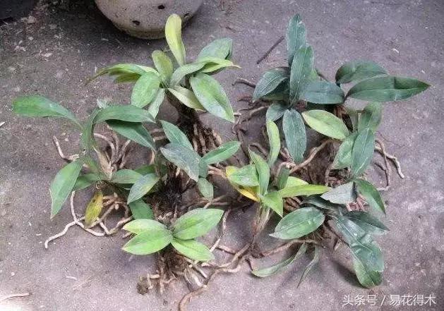 什么兰花叶子是兔耳兰,最值得推荐的寒兰兰花品种