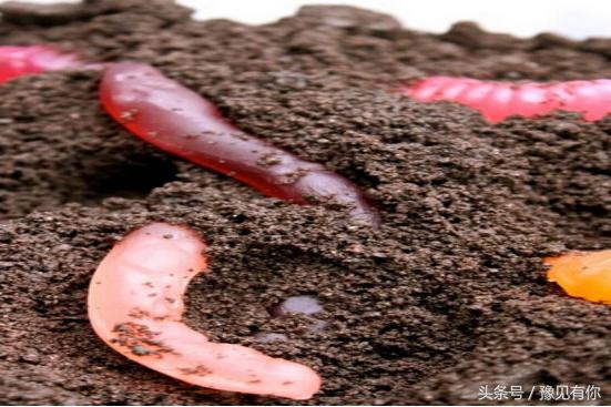 大象粪便里还有人能吃的东西吗,大象粪便里还有人能吃的东西