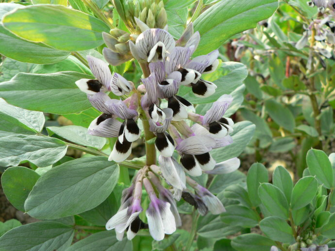 蚕豆花怎么做,购买中药蚕豆花