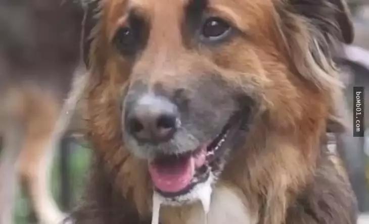 又一例！他严重感染四肢被截，竟只因被狗狗舔了一下……