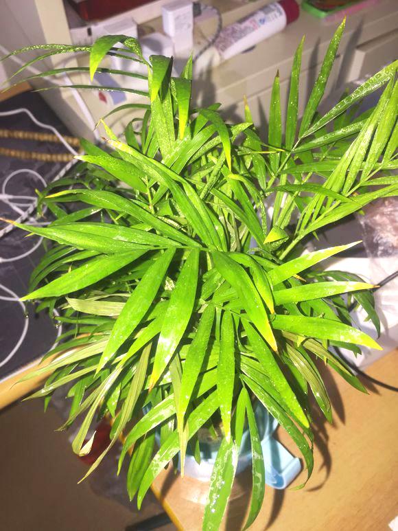 袖珍椰子叶子有点黄有点皱叶,袖珍椰子叶子不绿怎么回事