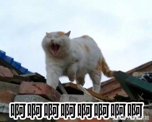 中国锦鲤有福利吗,1200万的锦鲤现在怎么样了