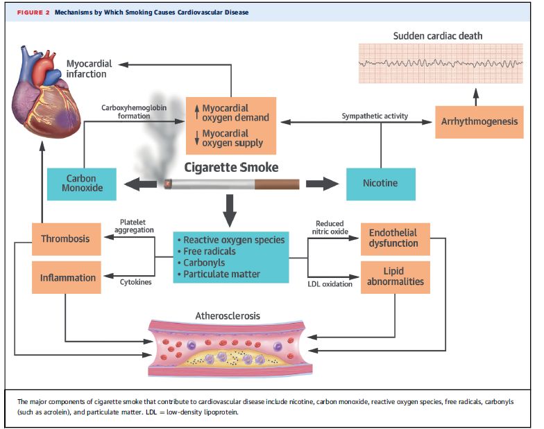 吸烟为什么会伤害肺,吸烟只过喉不过肺