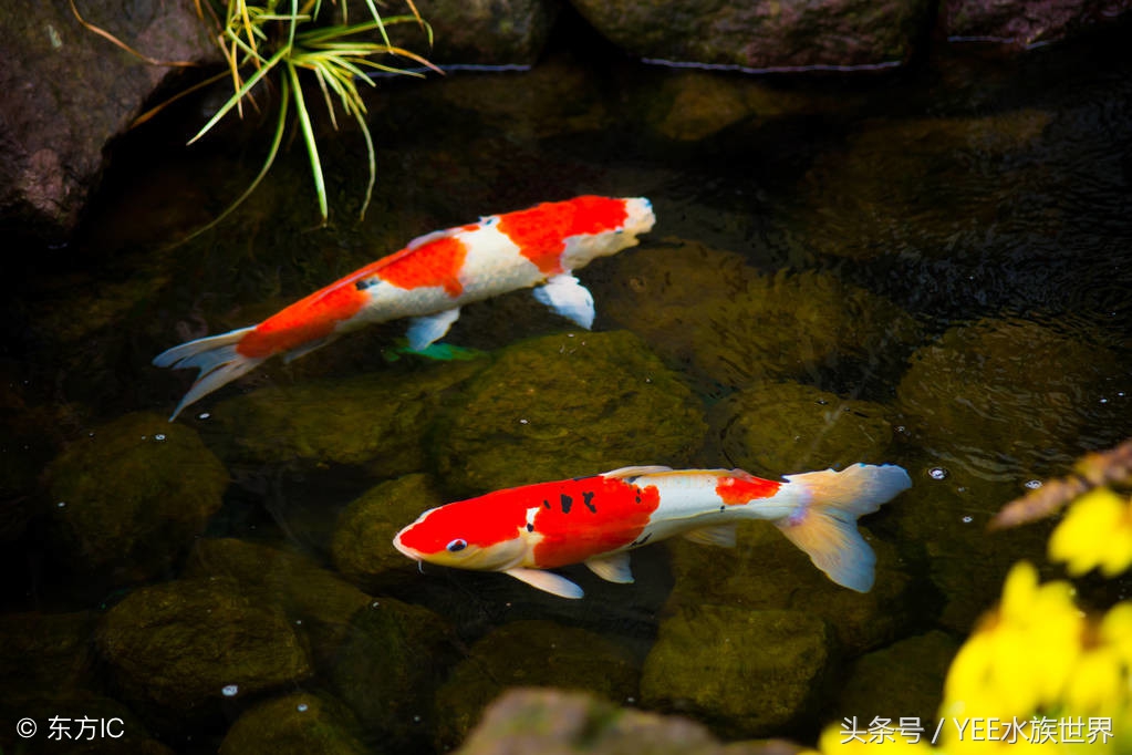 小池塘古法养鱼,古法养鱼小池塘