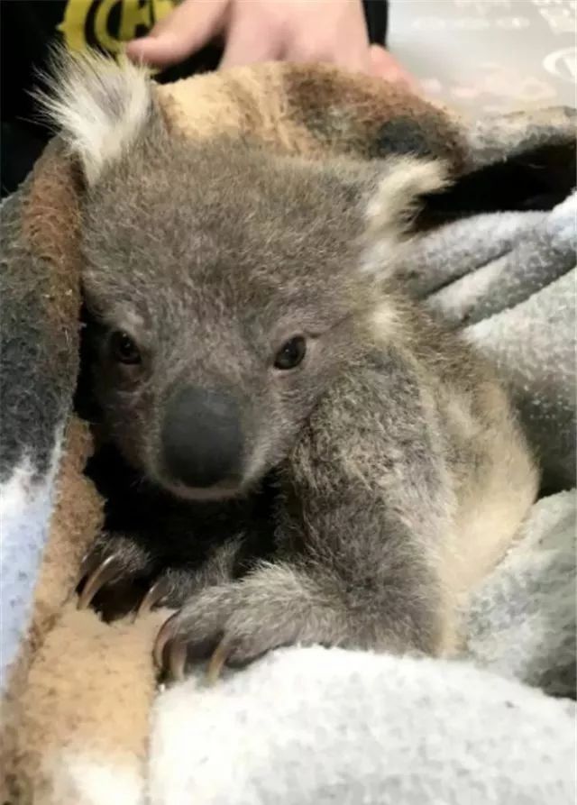 大金毛真的是太暖心了,大金毛太暖了吧