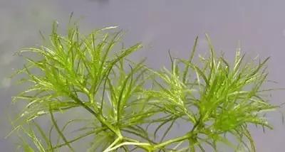 草田杂草实图及名称,地里的野菜不认识拍照片怎么查