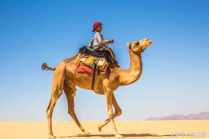 最佛系的游牧民族：没有*队军**，不承认法律，为自由抛弃城市
