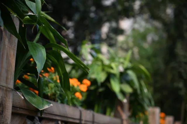 尼康z30挂机头推荐,尼康z系列挂机头推荐