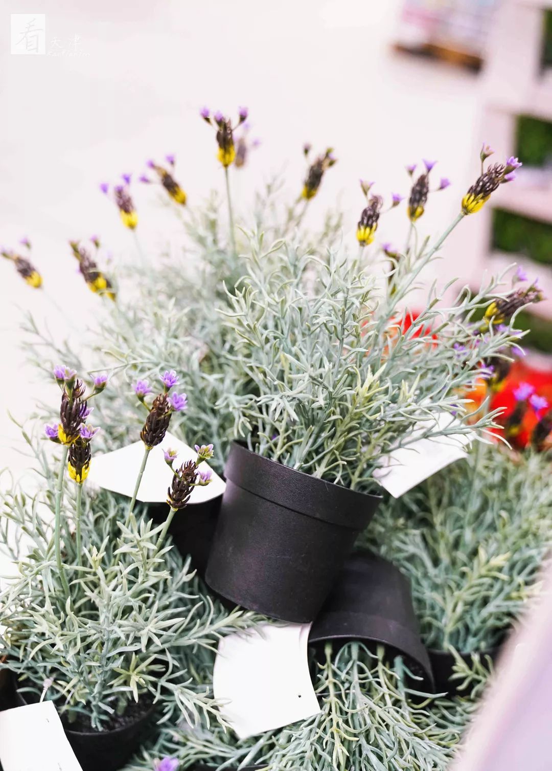 每次去宜家的感觉,每次逛宜家都好想有个家