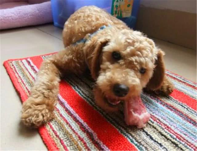 泰迪对主人吠叫,泰迪狗狗乱叫扰民怎么办