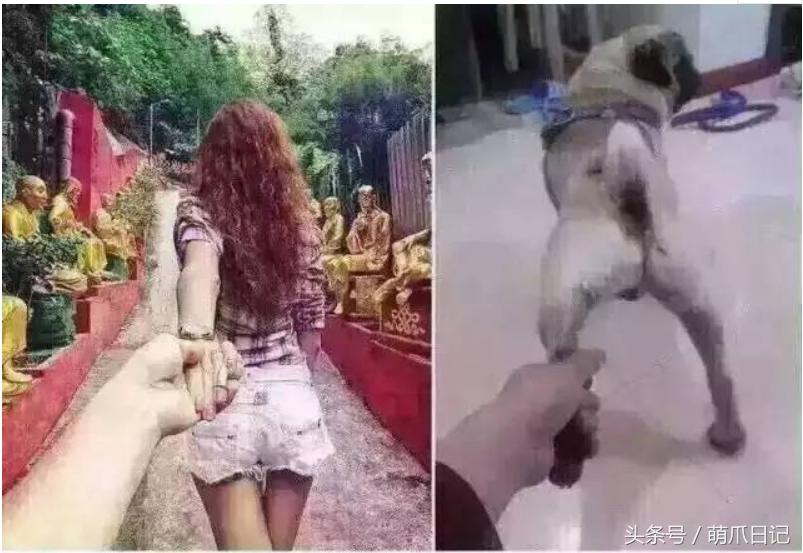 去宠物医院看病为什么这么贵,一般的宠物医院看病贵吗