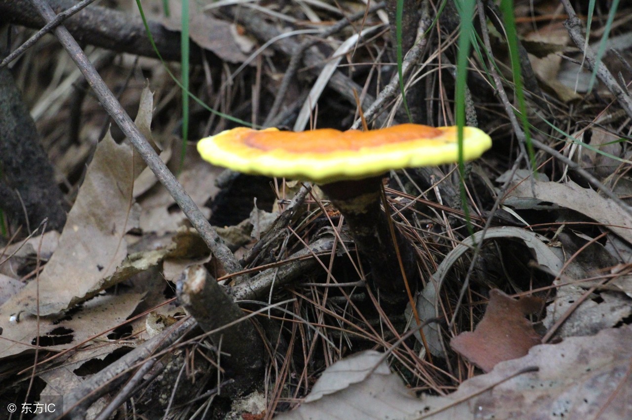野生灵芝什么价格,真正的野生灵芝多少钱一斤