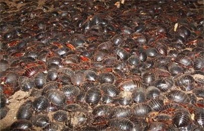 现在搞养殖养什么前景好挣钱,2018养土元赚钱吗