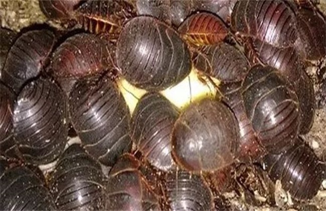 土元养殖的前景和利润,土元养殖什么赚钱