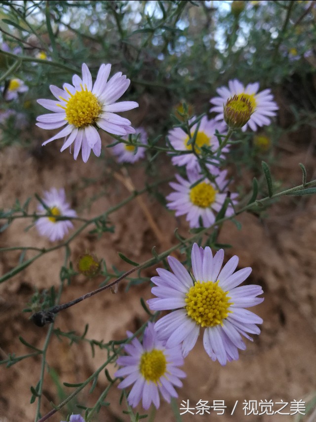 金秋最美的家园,金秋农家院